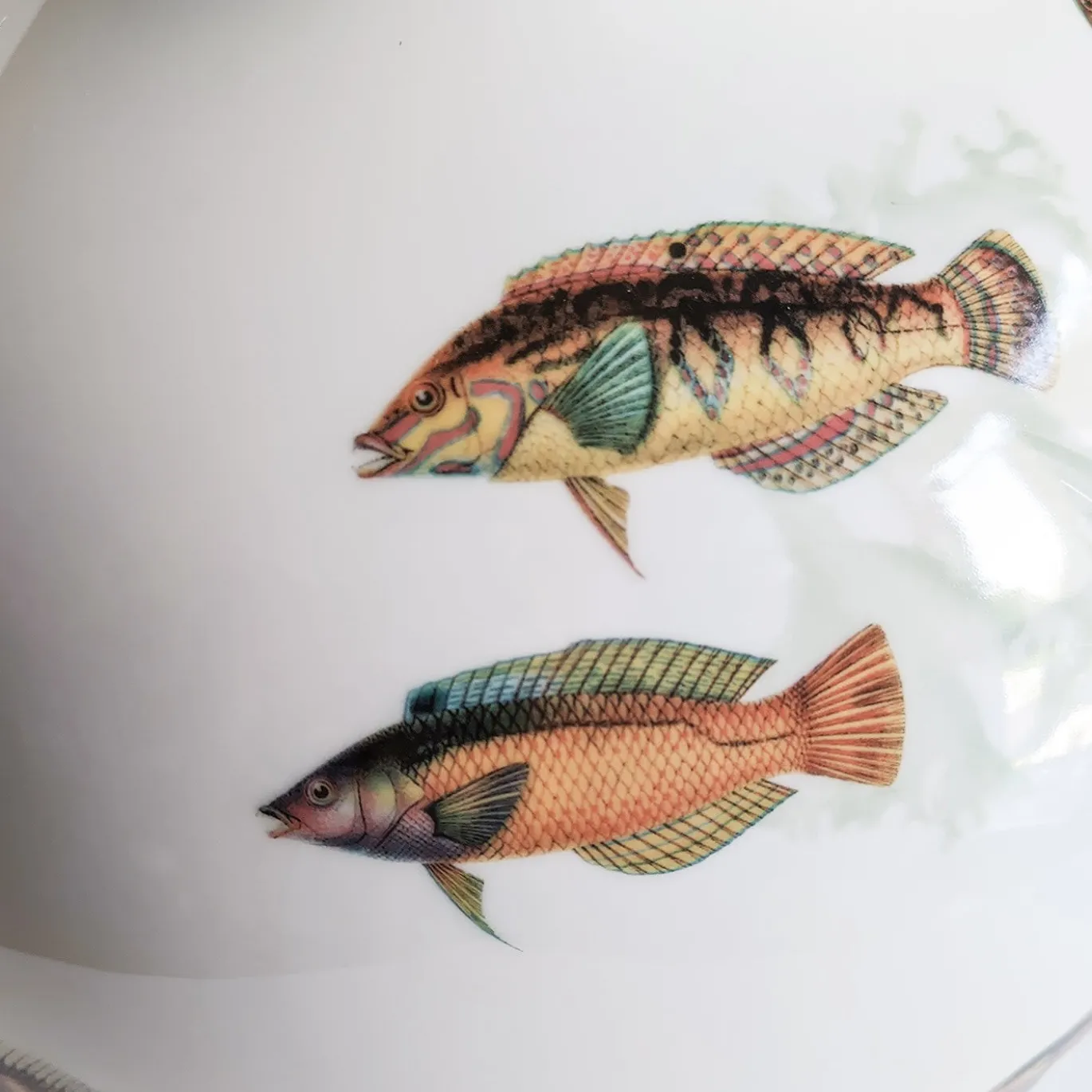 Amami Amphora Vaso in porcellana con pesci tropicali H32Cm