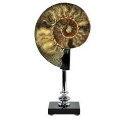 Ammonite su vetro e base in ottone nichelato