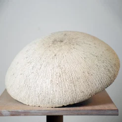 Centrotavola in gres bianco biscuit con interno dorato della Collezione Spore