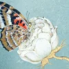 Comodino Brenta