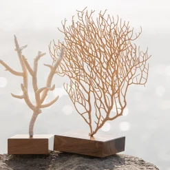 Corallo di Acropora Nobilis su base di noce