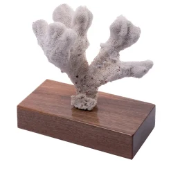 Corallo di Acropora Palifera su base di noce