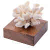 Corallo Pocillopora Meandrina su base di noce