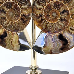 Lampada da tavolo Ammoniti