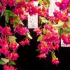 Lampadario grande Flower Power Pink Cascade