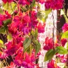 Lampadario quadrato Flower Power Pink Cascade