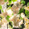 Lampadario quadrato grande Flower Power White Cascade