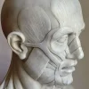 Scorticato Busto anatomico in marmo Scultura