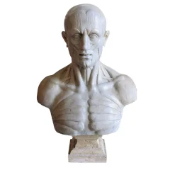 Scorticato Busto anatomico in marmo Scultura
