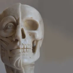 Scultura di busto anatomico in marmo di Carrara