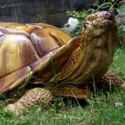 Scultura di tartaruga gigante