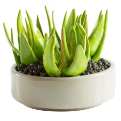 Scultura Pianta Aloe in Ceramica Verde d.22cm