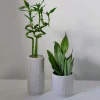 Vaso Aura piccolo