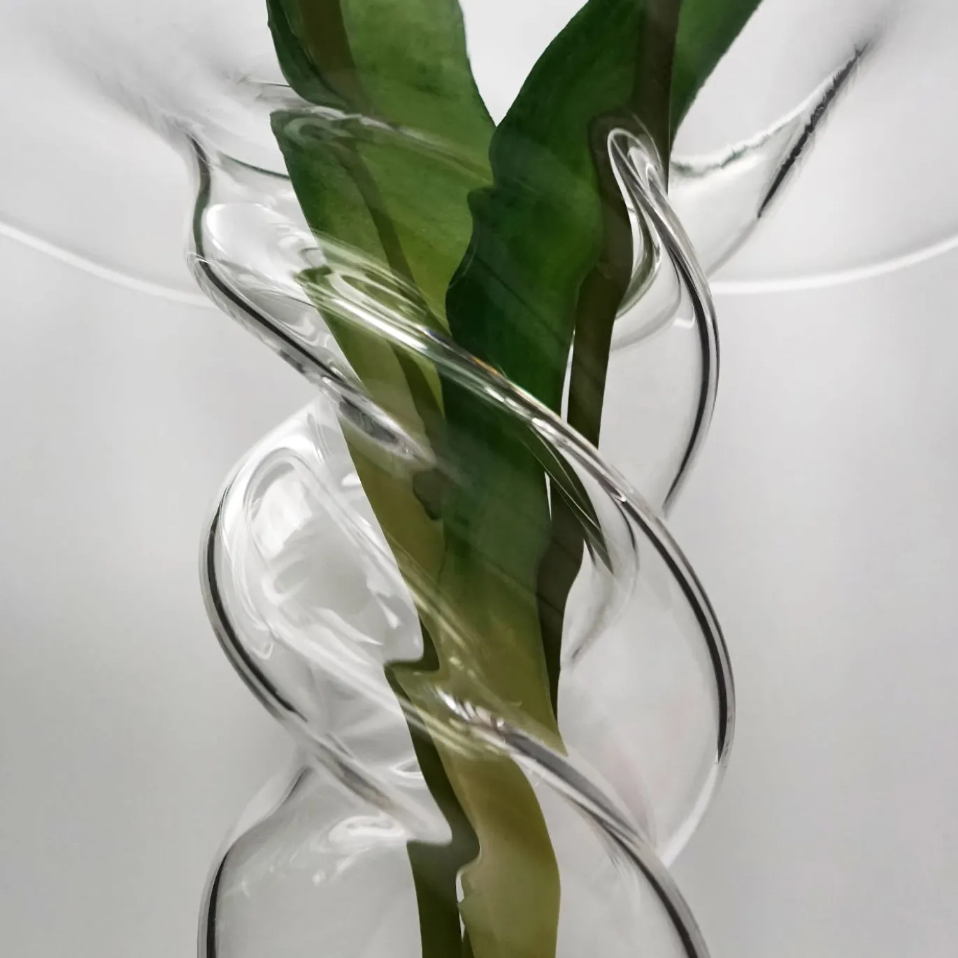 Vaso di papaveri viola