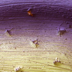 Vaso in Ceramica Materica Seme Lacrima di Sara Ricciardi