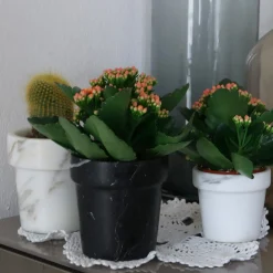 Vaso per mini cactus in marmo bianco di Carrara