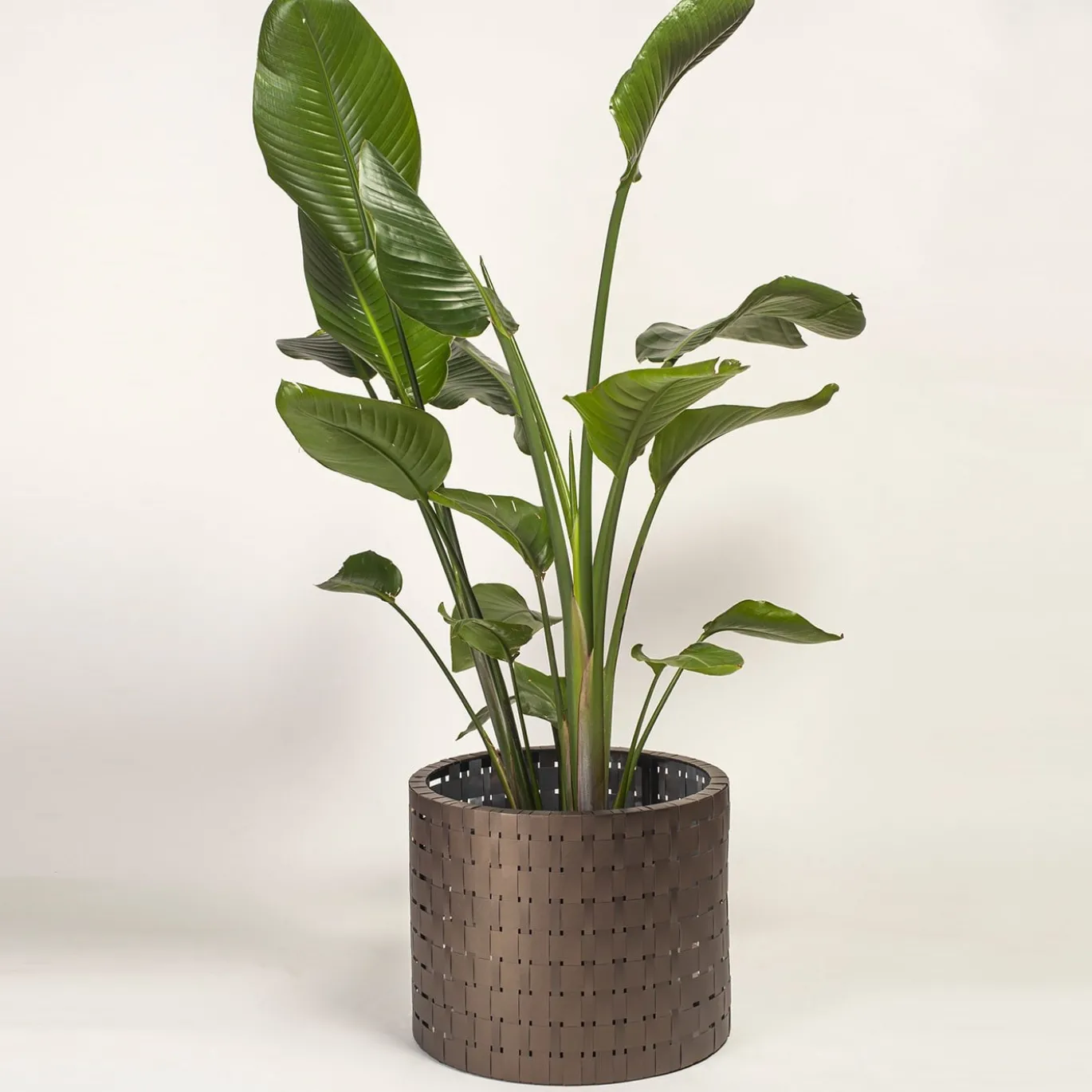 Vitis Brown Medici Cachepot