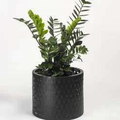 Vitis Nero Abatellis Cachepot